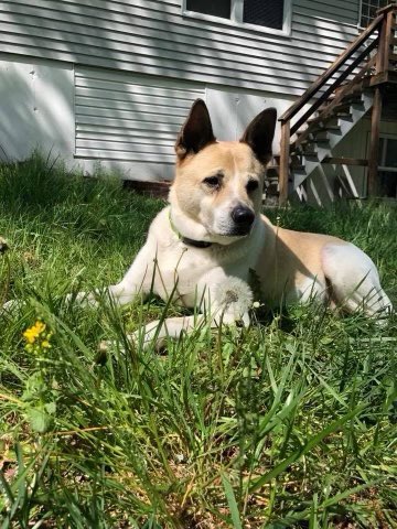 Kadishia_'s tweet image. all dogs go to heaven. 🐾💙 #RIPCapone