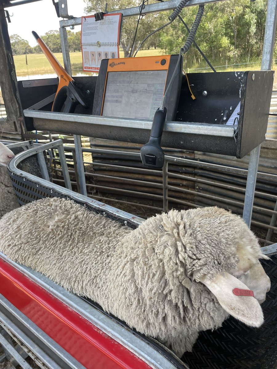 MoorallaMerino's tweet image. Data collection day. Dag score. EMD and FAT Scanning. Also cleaning up some parentage with some TSU. 🐑👍🏼☀️@Marni_Luhrs