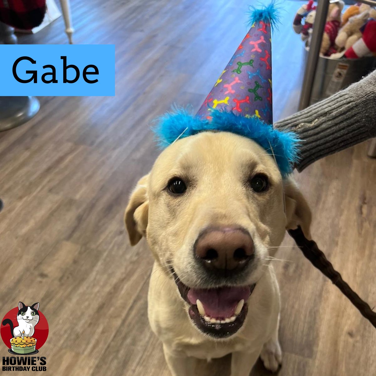 buschpetproduct's tweet photo. Happy 5th Birthday Gabe!
🎂
#happybirthday #gabe #birthdayboy #howiesbirthdayclub #dogsinhats  #happybirthday #yellowlab #lablove #labradorretriever #dog #dogs #dogsofinstagram #instadog #dogstagram #dogsofmissouri #dogsofsemo #capegirardeau #doglife #dogday #dogsarethebest https://t.co/3Ro8ougqLk