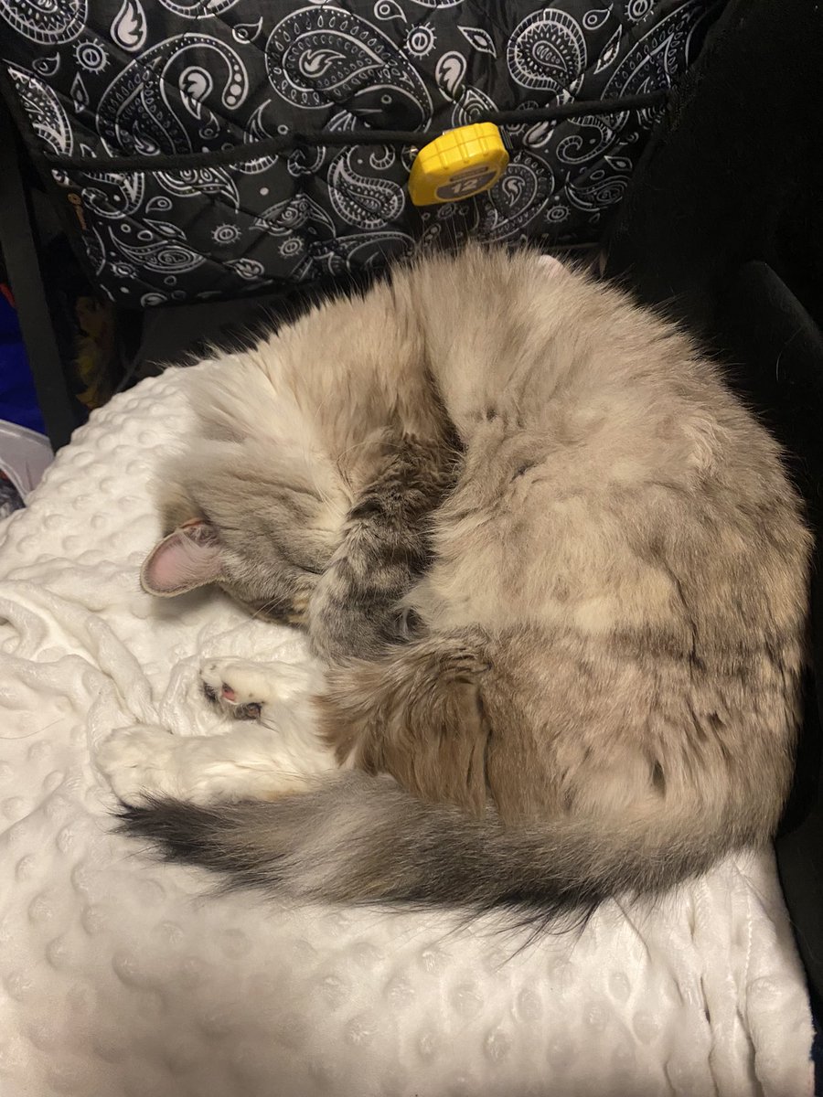LadyBossShannon's tweet photo. @adamgreattweet Duchess Marie Von Purrburger https://t.co/0TaGVXqa19