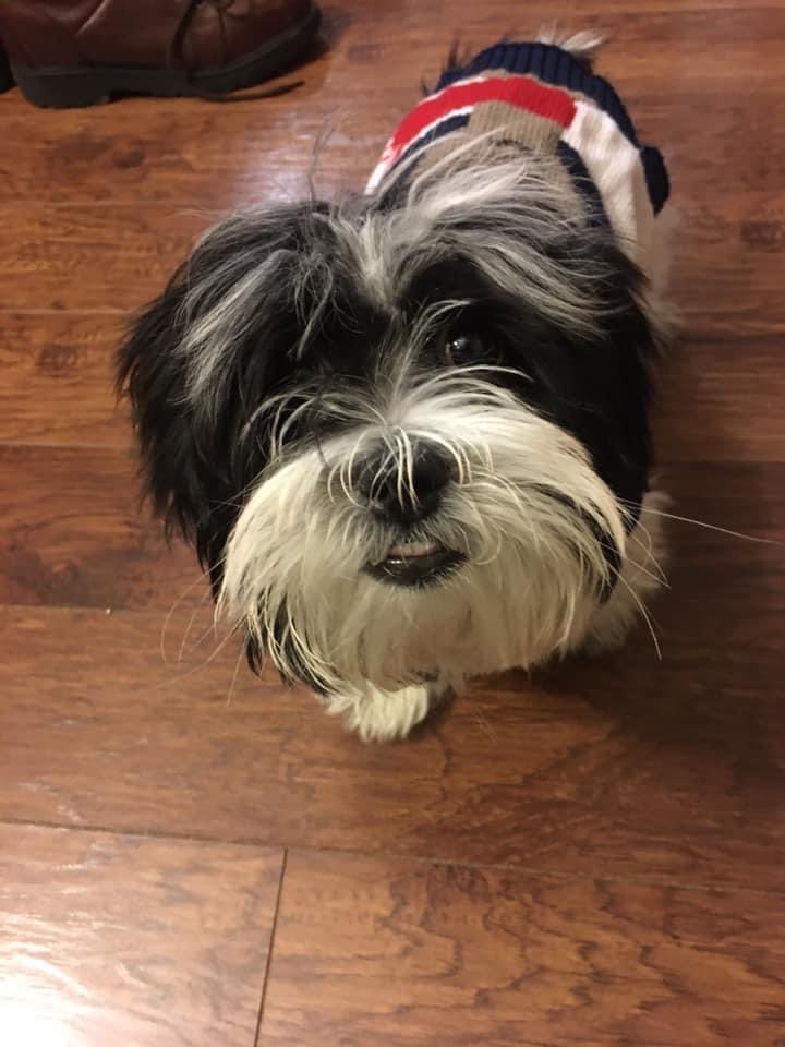 Hello my friends. Pandy here. And 3 years ago today pop brought me home and mom was so happy, and I was too🎄☺️ <a href="/Beverly04092939/">Beverly Edwards 🐕🤶</a>