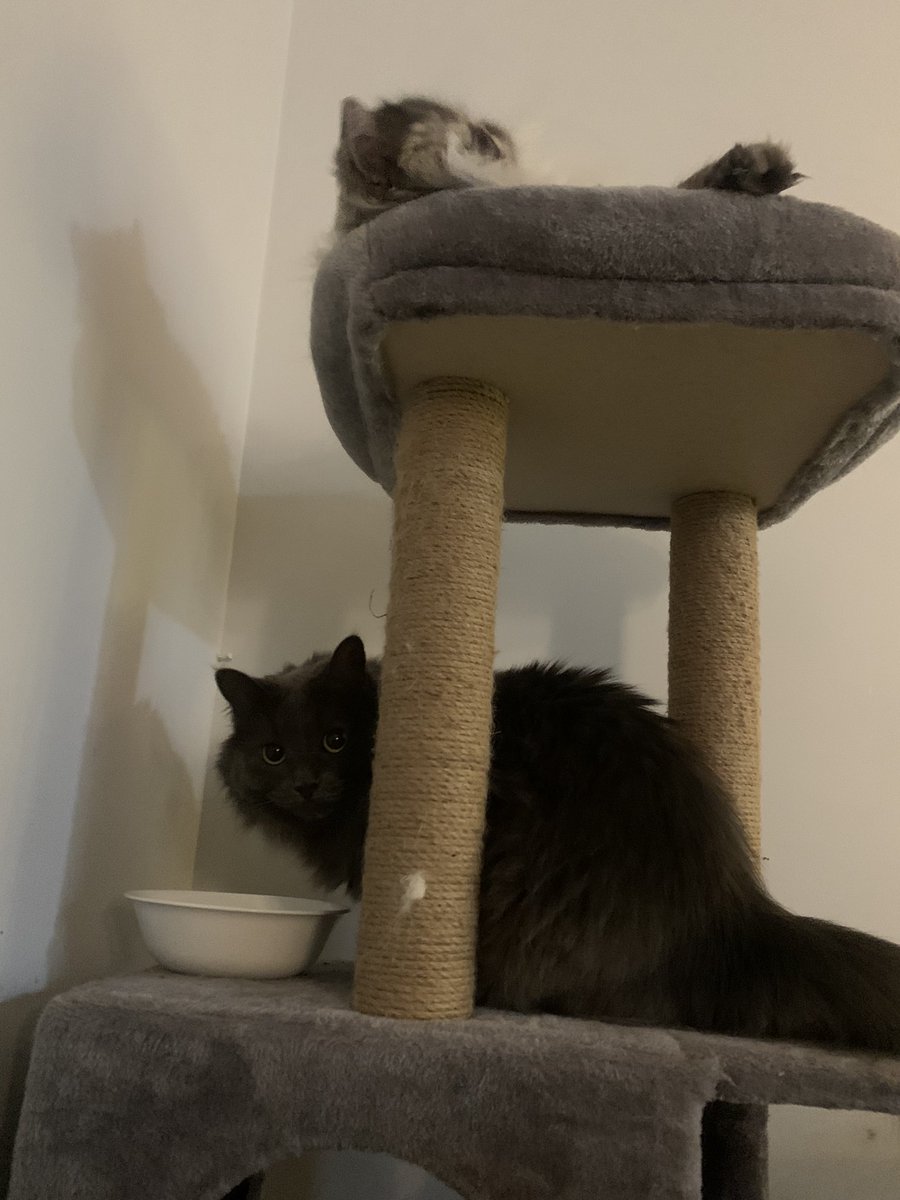 perhapsimmortal's tweet photo. Thieving demon stealing the other cat’s food out from under her (literally) https://t.co/ctsN83CkP0