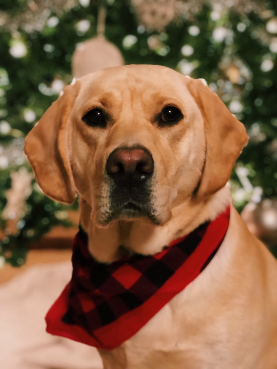 Harmonmath's tweet photo. @dog_rates @Trupanion Santa Bailey!! https://t.co/9lUvGgAqHm