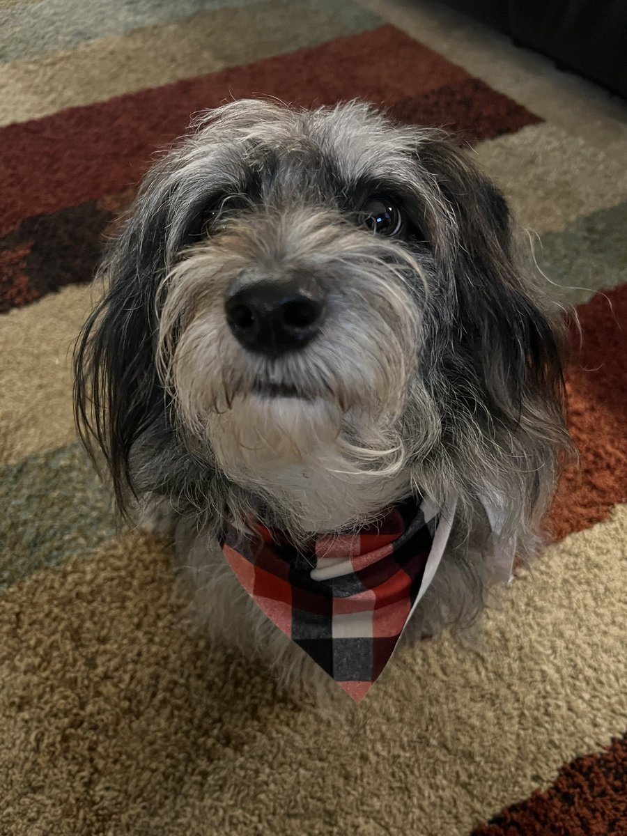 Rocco and Dobby tweet media