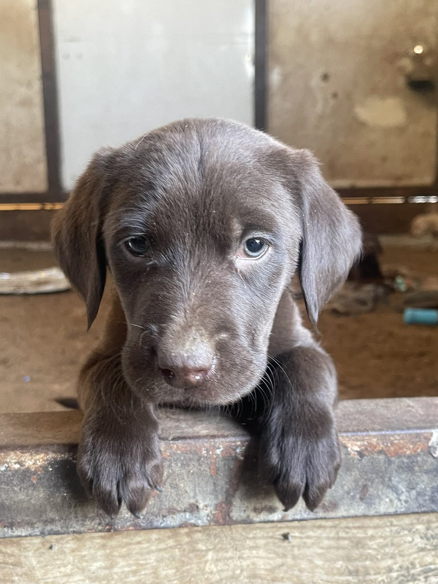 ramboarambula's tweet photo. Looking for new homes 🐶❤️ https://t.co/G6010eAGoS
