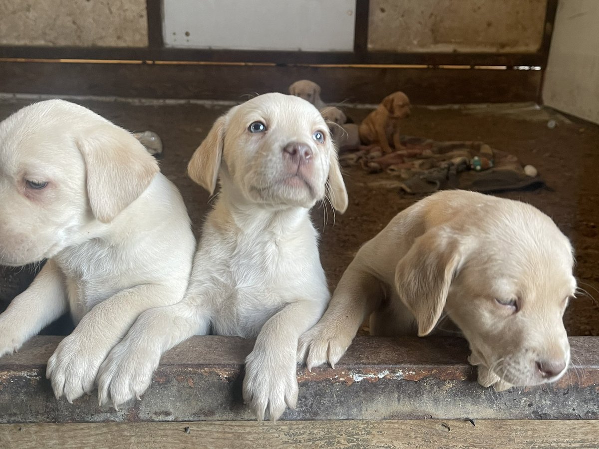 ramboarambula's tweet photo. Looking for new homes 🐶❤️ https://t.co/G6010eAGoS