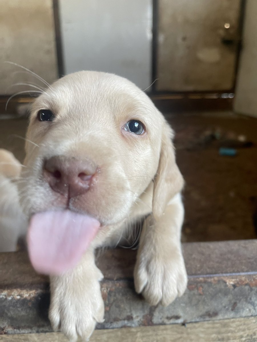 ramboarambula's tweet photo. Looking for new homes 🐶❤️ https://t.co/G6010eAGoS