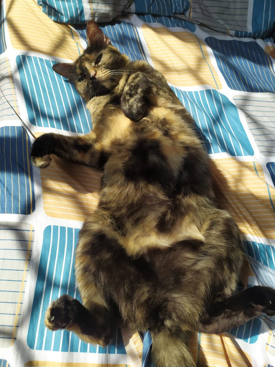 Hello everyone! Sorry I haven’t posted in a while. All three of my hoomans got Covid. Nevertheless, we’re back, and we’re back with a sunbath! #CatsOfTwitter #CatStar #CatsOnTwitter #tortie #tortieclub #CatsofTwittter #CatsAreFamily