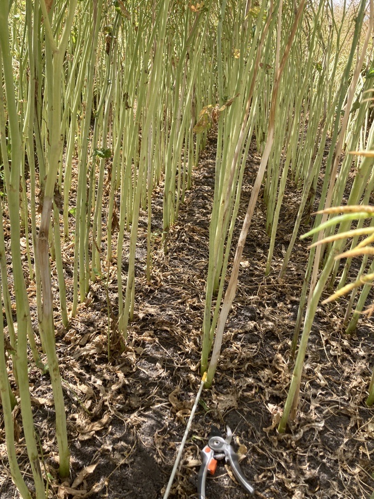 Final Dry matter cuts on winter canola. Plenty of stem with pods starting at 1.5m above the ground. Low levels of Sclerotinia both stem and branch where crop is standing. Higher levels where crop has lodged. #SACropTechnologyCentre 
<a href="/theGRDC/">GRDC</a>