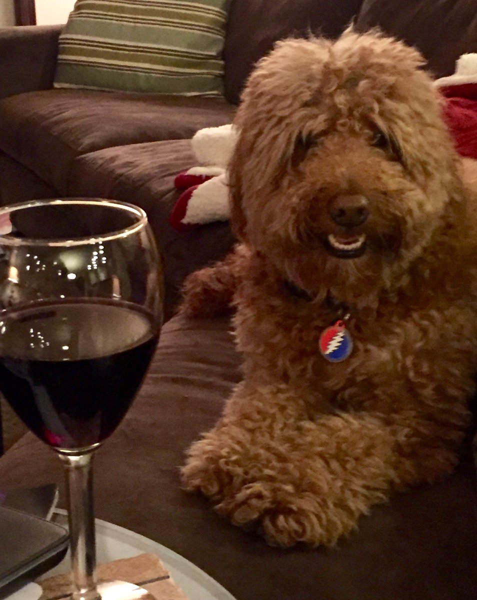 jkwa85's tweet photo. @dog_rates @Trupanion Cheers from Rockne https://t.co/EUdTp6M2a8