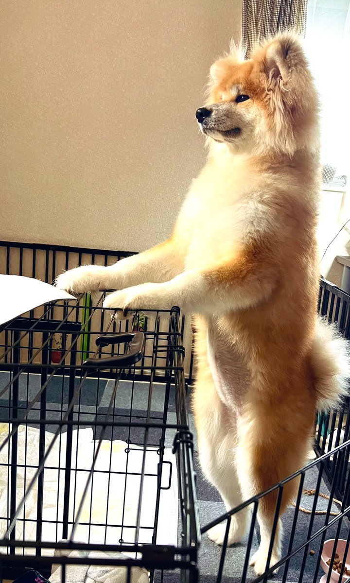 寒いけど元気なぽん氏
立つと130cmくらいあります #秋田犬 