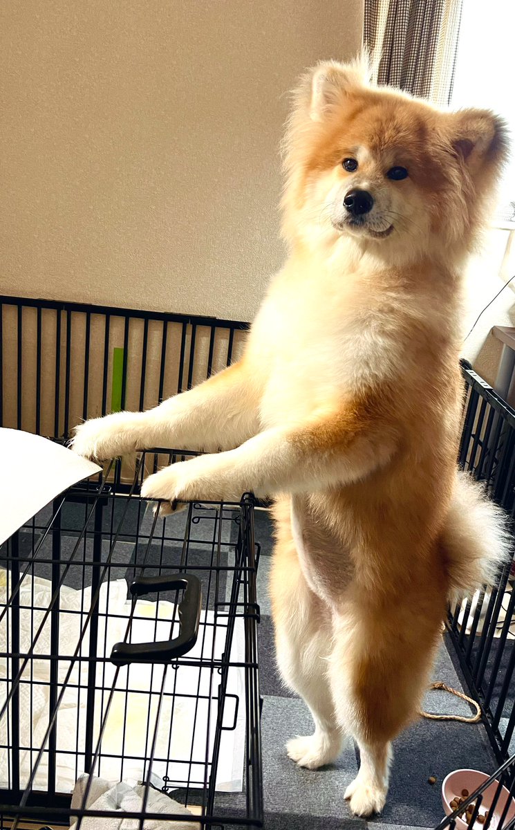 寒いけど元気なぽん氏
立つと130cmくらいあります #秋田犬 
