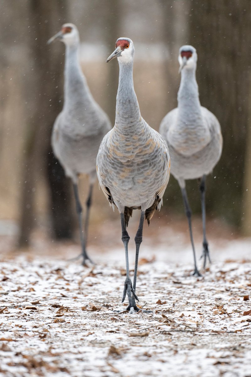 JocAPhotography's tweet image. A Sandhill Crane family walking along the nature trail.