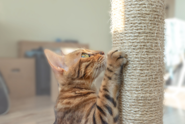 MikkelBecker's tweet photo. Scratching is a natural behavior that has important benefits for cats. Our Fear Free handout explains more about scratching, including kind, effective ways to direct it so your cat doesn’t destroy your belongings but does get the claw workout she needs. https://t.co/qFIUWqpHo2 https://t.co/0Q75SqhINI