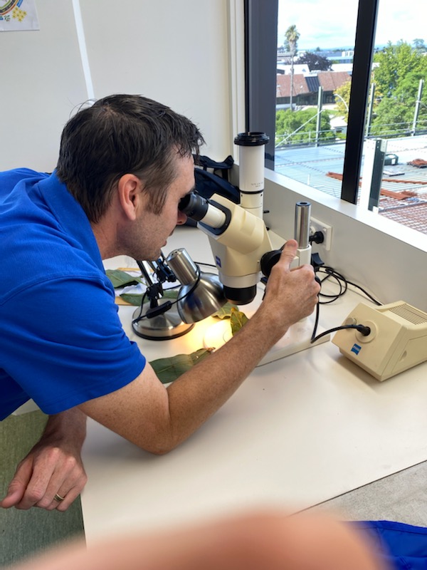 NZ_Avocado's tweet photo. We’re always looking out for exotic pests, but in this case its a bad thing.They are pests we don’t have in NZ &amp; @NZAvocado Biosecurity Manager sets up systems to keep them out.There will be discussions on pests &amp; #Biosecurity at @WACNZ2023 Register here https://t.co/kaFUTJY8Wa https://t.co/dGOQIBRhKJ