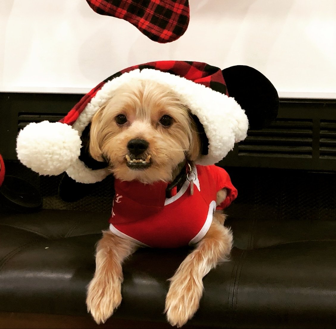 lndadew21's tweet photo. @dog_rates @Trupanion Happy Holidays! https://t.co/Hzkqk1VFAF