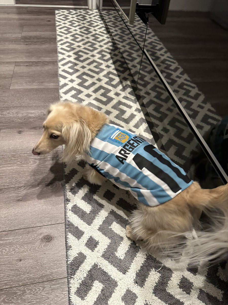 harashin69's tweet photo. うちにメッシいました😅
#犬
#ミニチュアダックス
#メッシ https://t.co/BigjT9zLsK