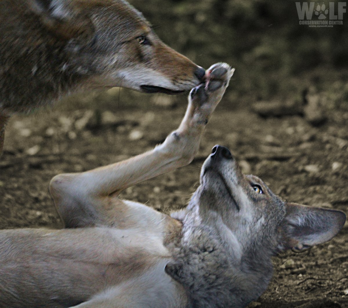 nywolforg's tweet photo. boop. 🐺 https://t.co/nej0BbxOQ2
