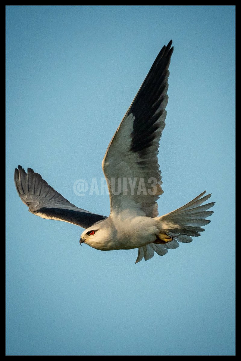 A Black Winged Kite in flight.. what a beautiful bird this one is 😀 #photography #ThePhotoHour #IndiAves #birdphotography #BirdsofIndia #BirdsSeenIn2022 #SonyAlpha #Hyderabad #SonyAlpha7iv #sony200600