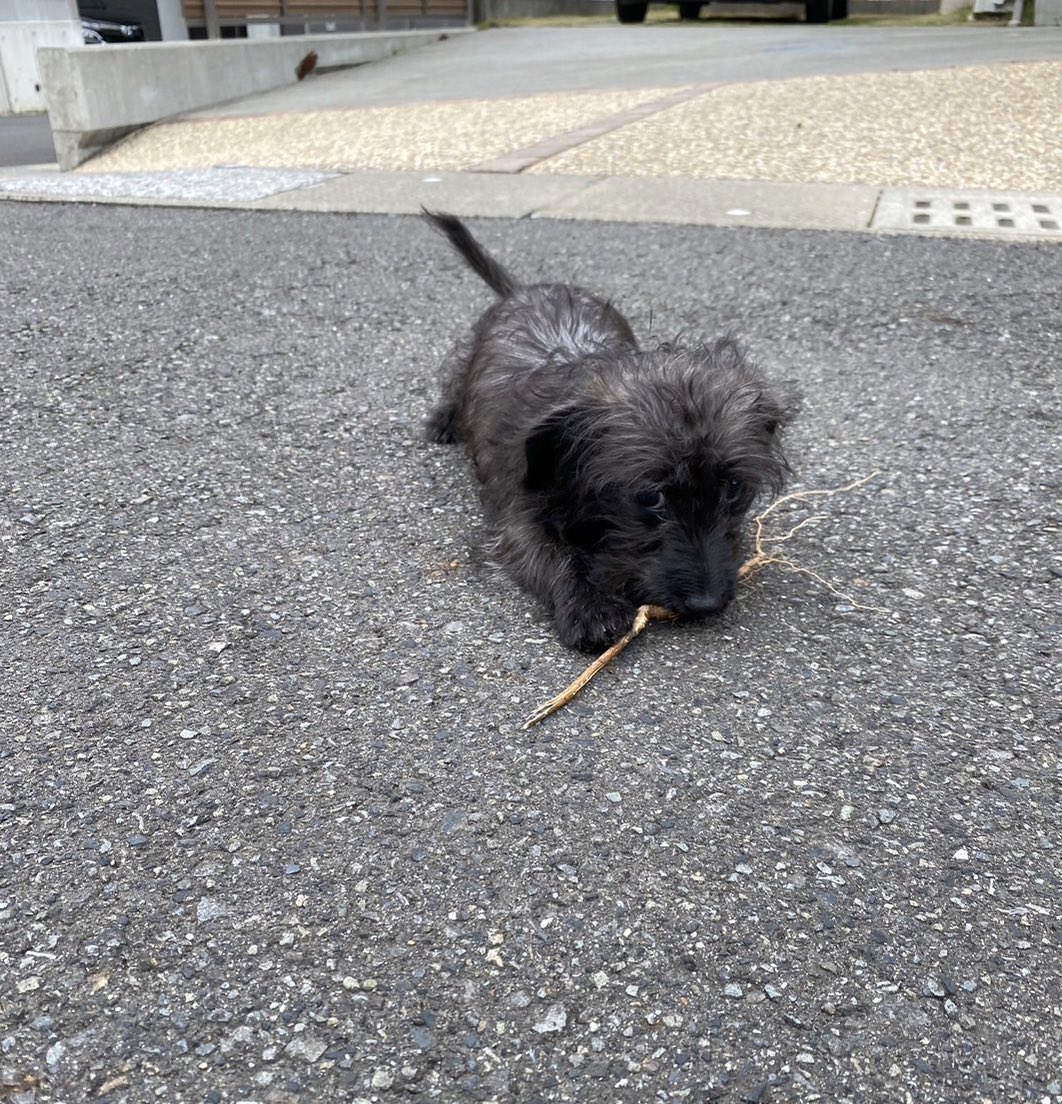 ダップーのウタ tweet media