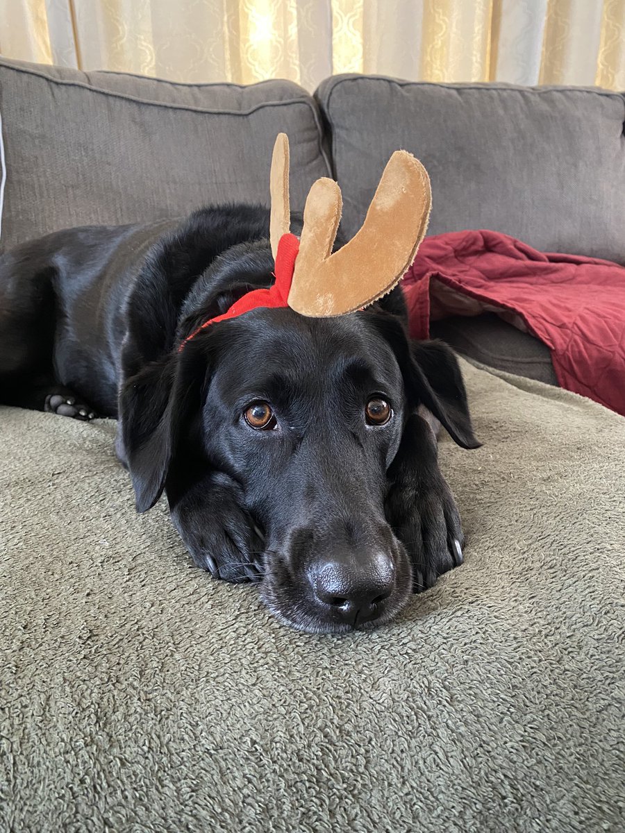 johnheimerl's tweet photo. @dog_rates @Trupanion Rosie doesn’t know if she wants to be a reindeer anymore https://t.co/jbnOKNjsYl