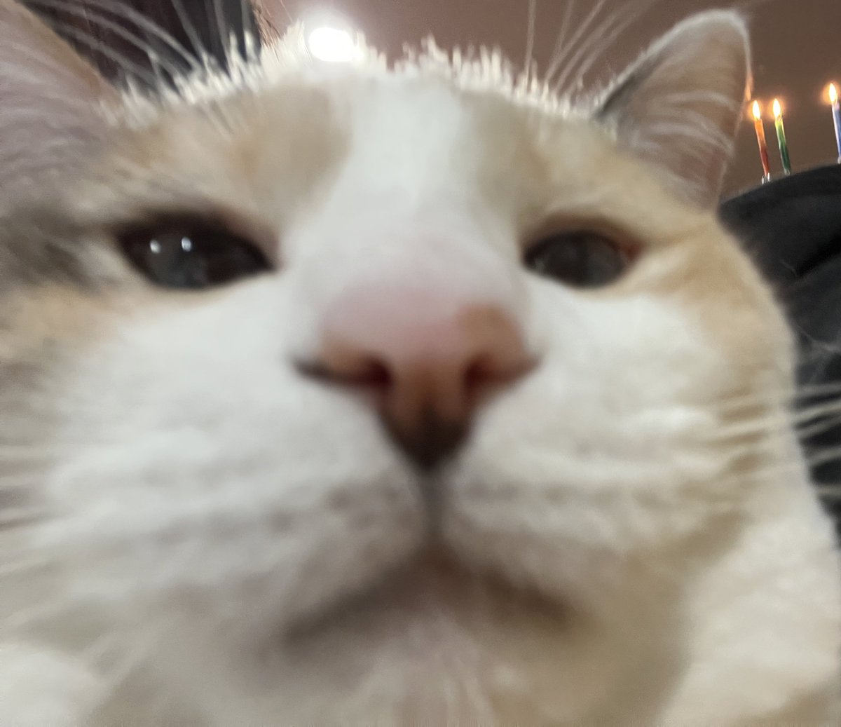 fatfatpankocat's tweet image. *heavy breathing*
