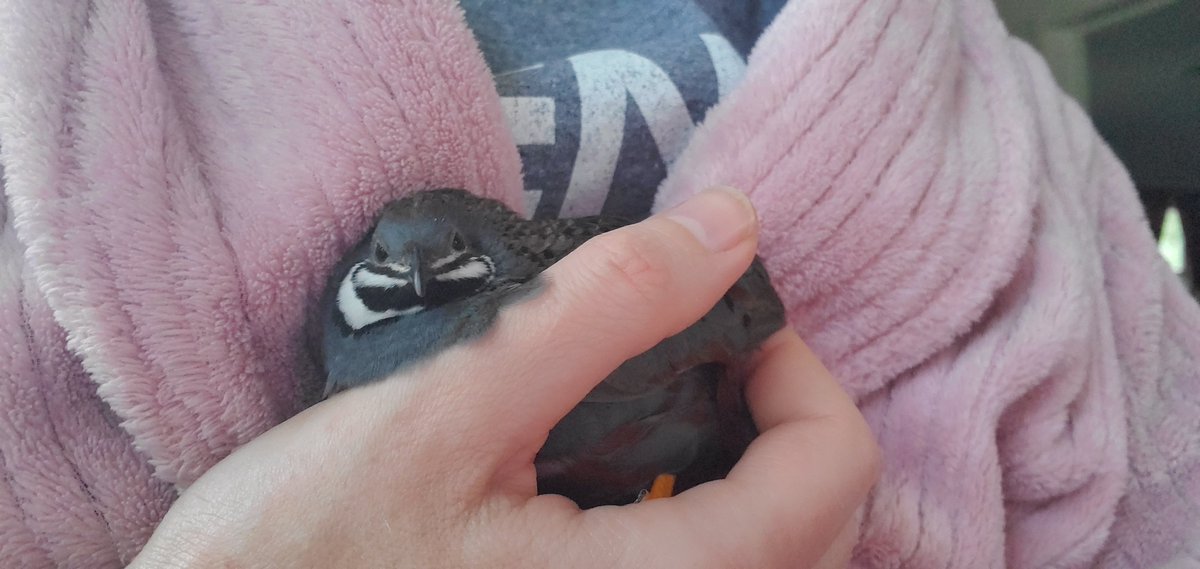 Nemesis_666's tweet photo. Mr. Bubbles happy to have mommy home from a trip! #buttonquail #kingquail https://t.co/rjceM2vMeb