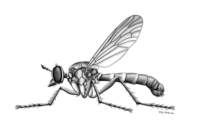 UC Davis Entomology and Nematology tweet media