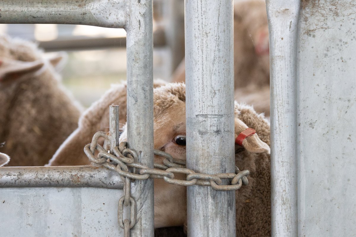 Muresk Institute tweet media