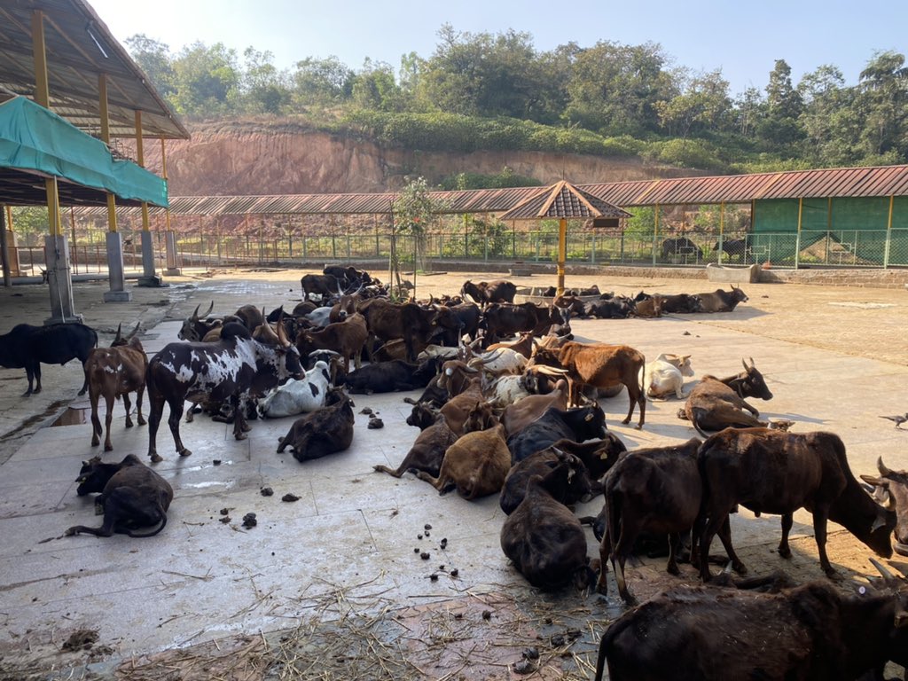 Cow heaven on earth. #GouSwarga is a safe haven for hundreds of cows/bulls saved from death at the butcher or lost &amp; injured indigenous cattle from India. Built by donations &amp; led by <a href="/Shankaracarya36/">RaghaveshwaraBharati</a>. One of the most amazing places I’ve visited. 🙏#Seva

x.com/Chaithra_sp/st…