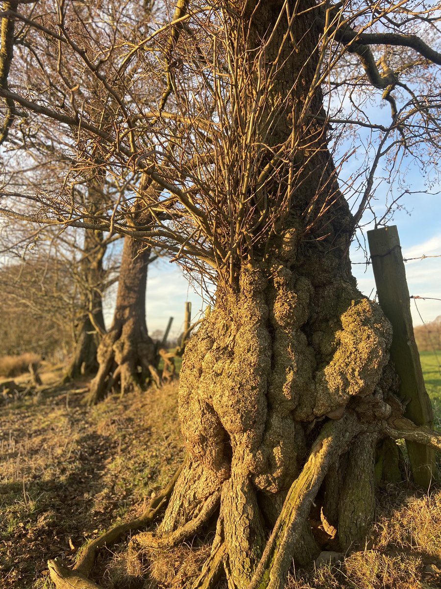 Not the thickest of #thicktrunktuesday but Wow what beauties these old boundary trees are😍~such character and the stories they are telling <a href="/keeper_of_books/">Adam Treeshepherd Rutsch</a> .

‘They struggle with all the force of their lives for one thing only:to fulfil themselves according to their own laws’