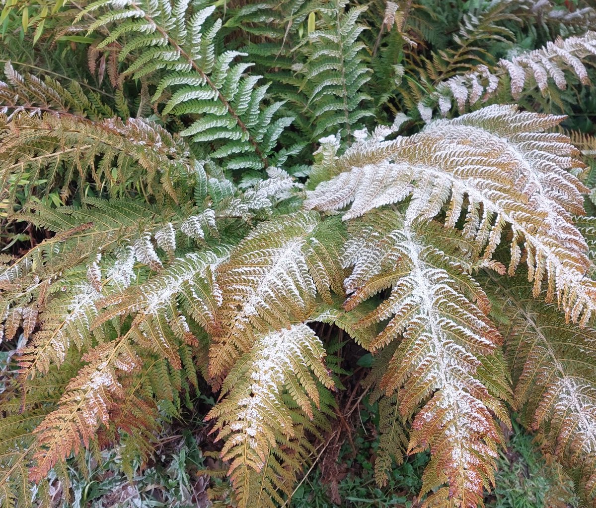 PlantPref's tweet photo. After 2 days of migraine I only have frosty photos still! Polystichum setiferum stands well, this one in some sun so "burnt" a little.
#polystichum #polystichumsetiferum #softshieldfern #native #peatfree https://t.co/uAfklCcHnH