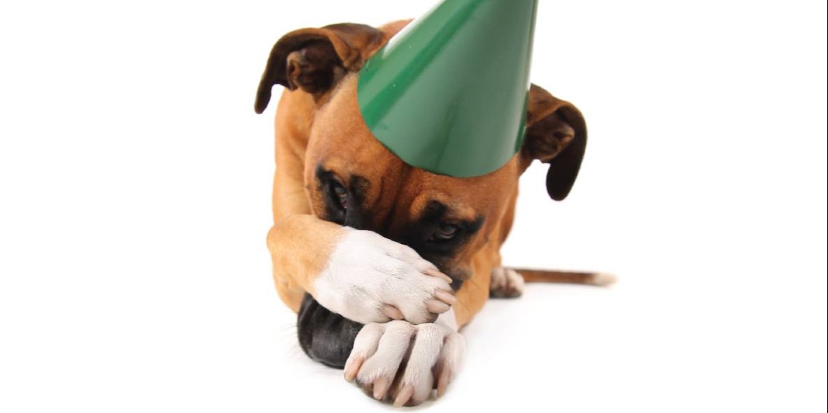 Oh no, not KIBBLE again!

Just like us, dogs also enjoy a bit of spontaneity when it comes to their food. Why not treat your best friend to a delicious meal of Poppy's Picnic this festive season? 🤗🎄

Order our cookable POWER MEATBALLS here: poppyspicnic.co.uk/collections/po…