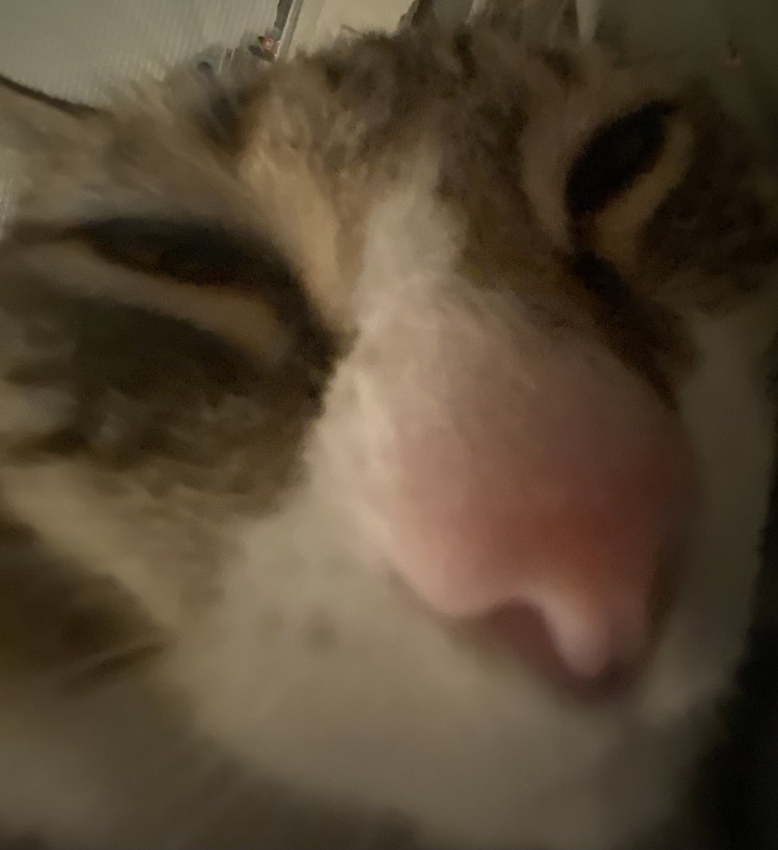 parxgender's tweet photo. @WilburFromLVJY here my Fat cat (his name is Ziggy and he is Big) https://t.co/qQhFk5fmxs