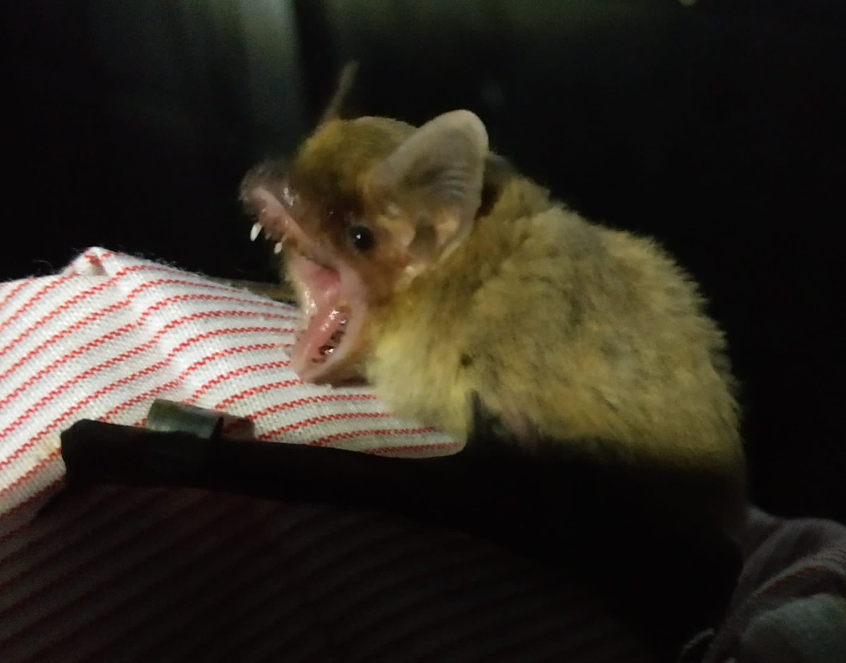 YovelBatLab's tweet image. Bats open their mouth to focus their bio-sonar beam.
Check out our new paper: “Echolocating bats rapidly adjust their mouth gape to control spatial acquisition when scanning a target” in @BMCBiology
bmcbiol.biomedcentral.com/articles/10.11…
Photo by Mor Taub
#bats #echolocation