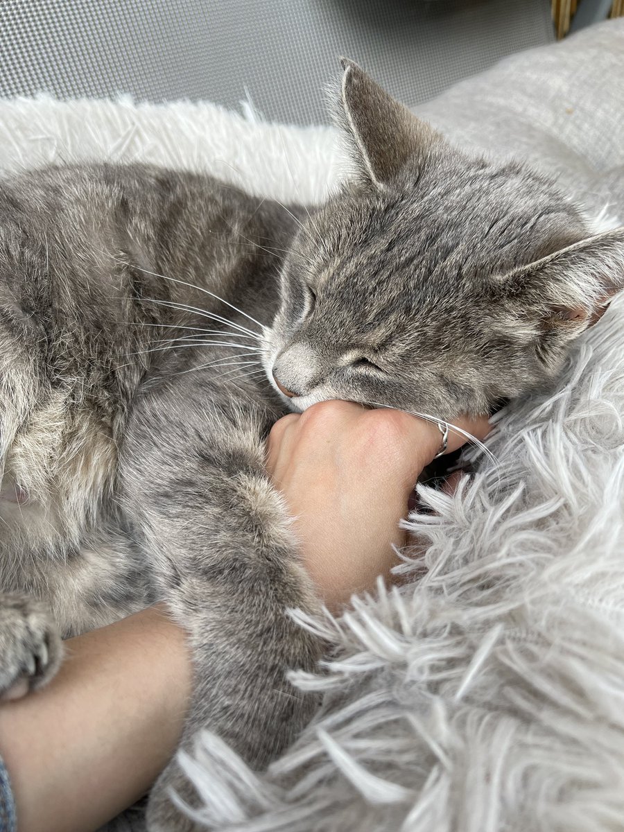 FictionWorlds's tweet photo. Rest in peace, Mimi (2004-2022) I will always remember and never stop missing you. https://t.co/wABnVG2vrM