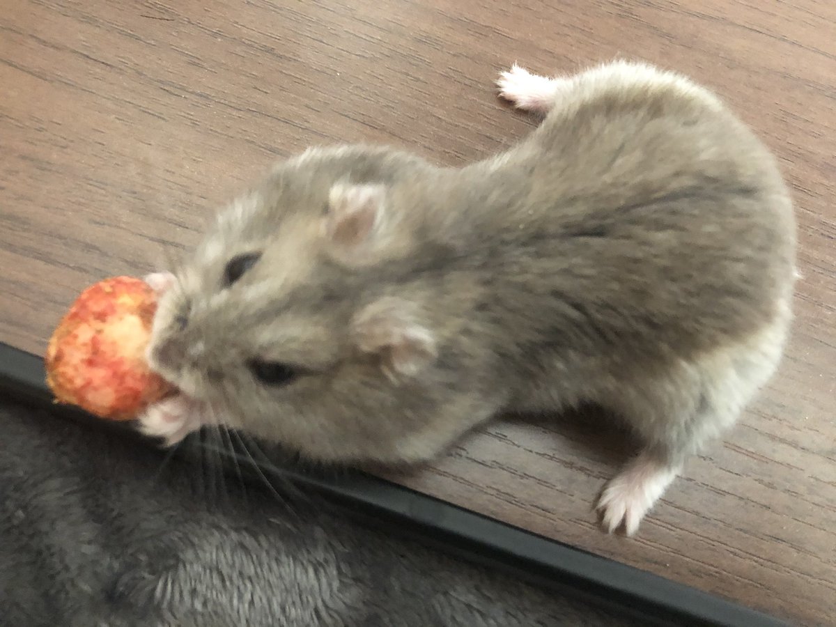 ツチノコ見つけた
#ハムスター