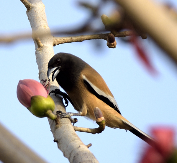 Birds of Delhi #RufousTreepie #Nature #IndiAves #TwitterNatureCommunity  #Birds #Wildlife