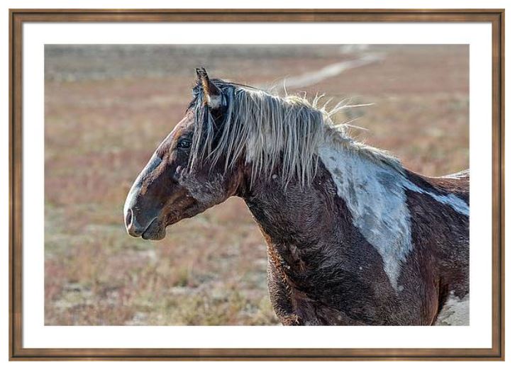 Portrait of the wild stallion, Caramel, of the north Qnaqui herd.

Find It: fon-denton.pixels.com/featured/caram…

#WildHorses #WildHorsePhotographs #Horse #Horses #Pinto #ArtMatters #AYearForArt #BuyIntoArt #Animals #Onaqui #Mustangs #Equine #Photography #PhotographyIsArt #KeepThemWild