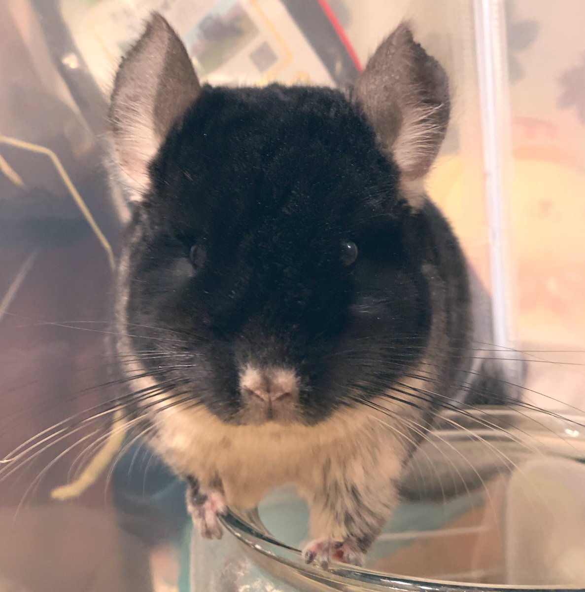 かわいいチンチラのポルテ🐭 tweet media