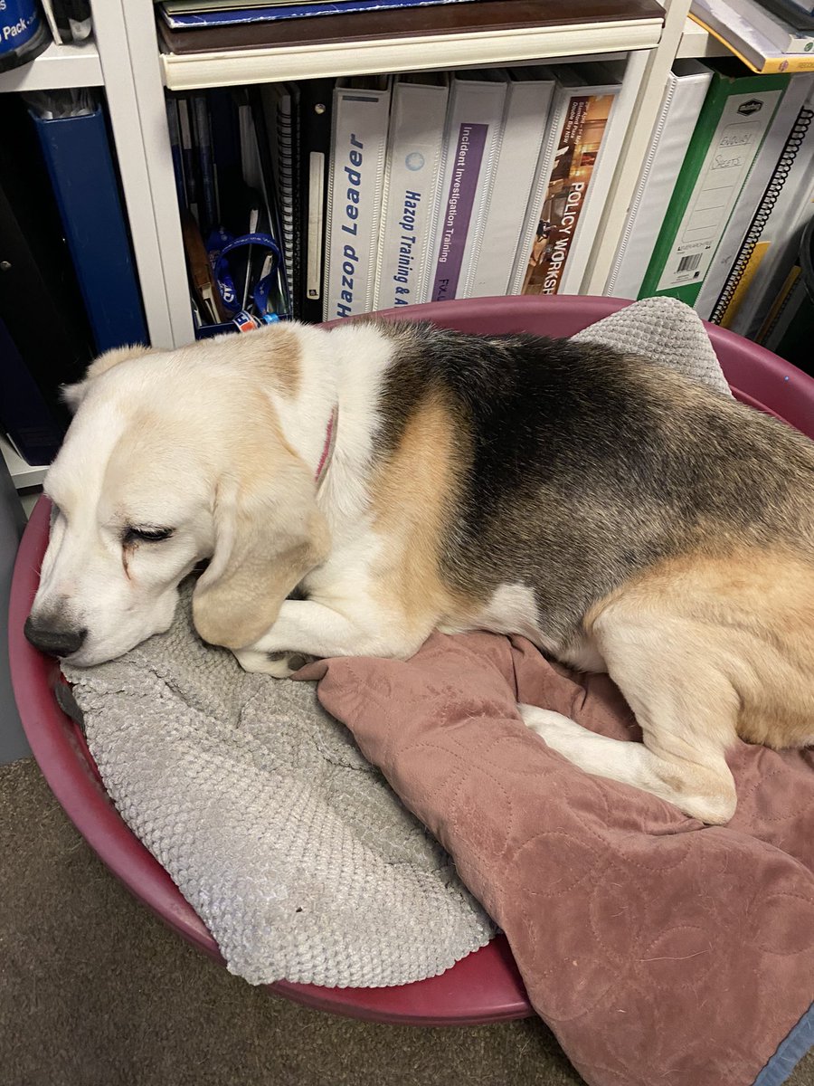 TkerinTrish's tweet photo. Better late than never! Happy Birthday 14th to our adorable little girl Izzy for 6 Dec! Thanks to @BeagleFreedomAU and @BeagleRescueVic for bringing this amazing creature into our family! #AdoptDontShop #Rescue #OlderDogs https://t.co/NFCukSiHKT