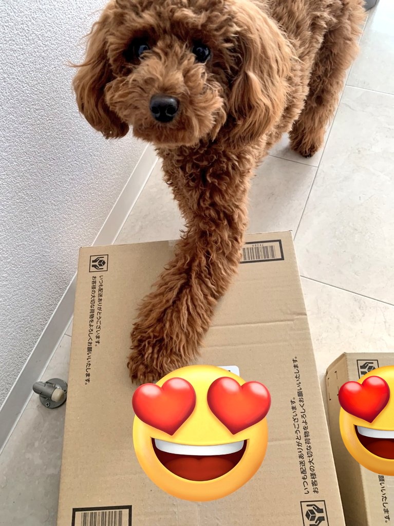 chirolin121's tweet photo. 荷物が来るとちろチェックが入ります笑
#トイプードル #トイプードル生活 #犬好きさんと繋がりたい #犬のいる生活 #ちろの成長日記 https://t.co/AQHKLKYlLm