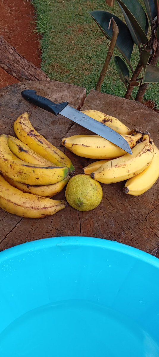 cbeekeeping's tweet photo. Dried Bananas! 

Tastes so sweet I nearly ate all the specimens. 

1. Sweetness increases 20x, 
2. Nice aroma, 
3. Appealing food color,
4. Higher, better nutrition, 
5. Good business idea for rural people in banana growing areas- Meru, Embu, Kisii, Muranga.., 
6. Easy to store https://t.co/hxY94JxkN8