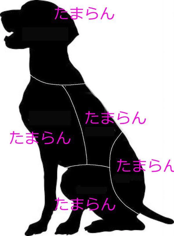 動物を触るときはここを触れ！猫・犬・ウサギ・クマの触ると喜ぶパーツ一覧