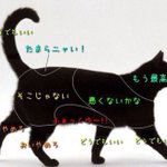 動物を触るときはここを触れ!猫・犬・ウサギ・クマの触ると喜ぶパーツ一覧