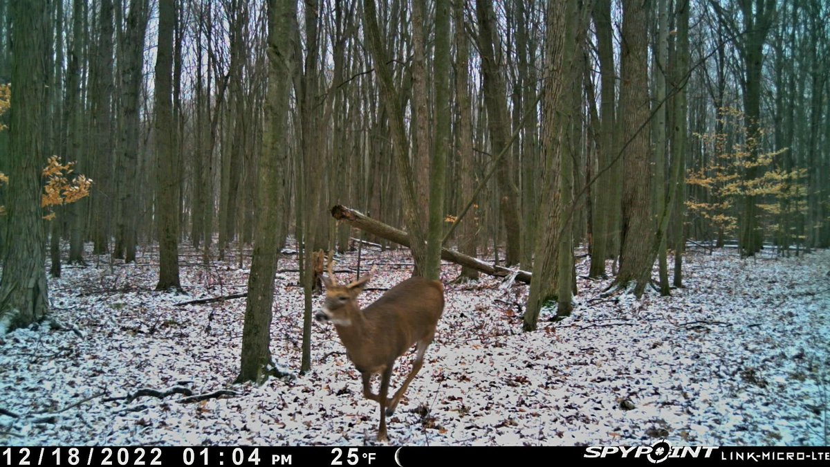 Run, run Rudolph, Santa's gotta make it to town...

@SpypointCamera #whyispypoint #TeamSpypoint #SpyPoint #Trailcam