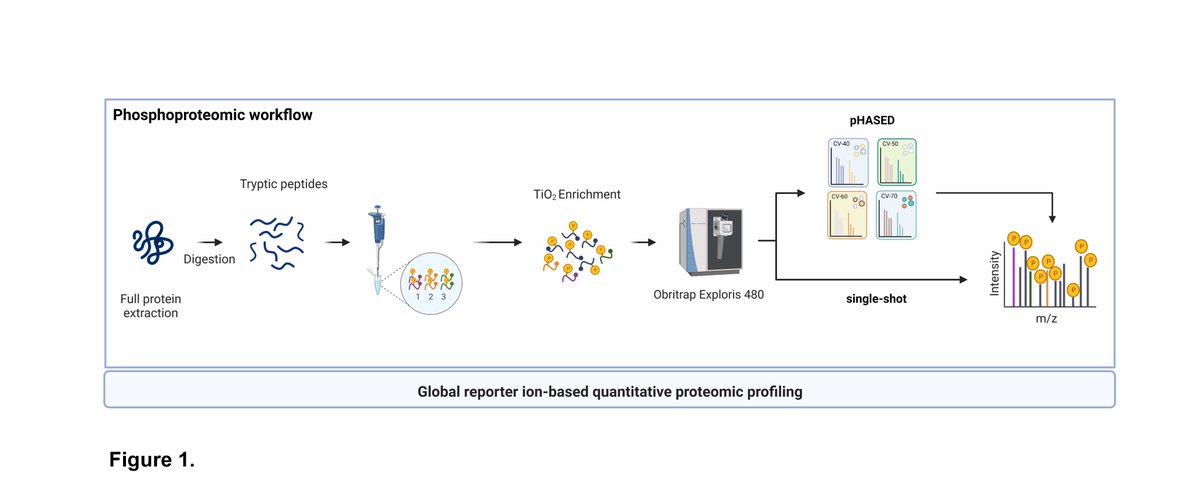 Excited to see the latest #DunLab pub out 2day led by @DilanaStaudt Here we have optimized a new protocol, phospho-heavy-labeled-spiketide FAIMS stepped-CV DDA #pHASED to identify oncogenic cascades to aid in drug selection for cancer patients in real-time
rdcu.be/c1Veg