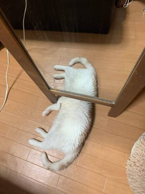 honey the cat got into the portal again