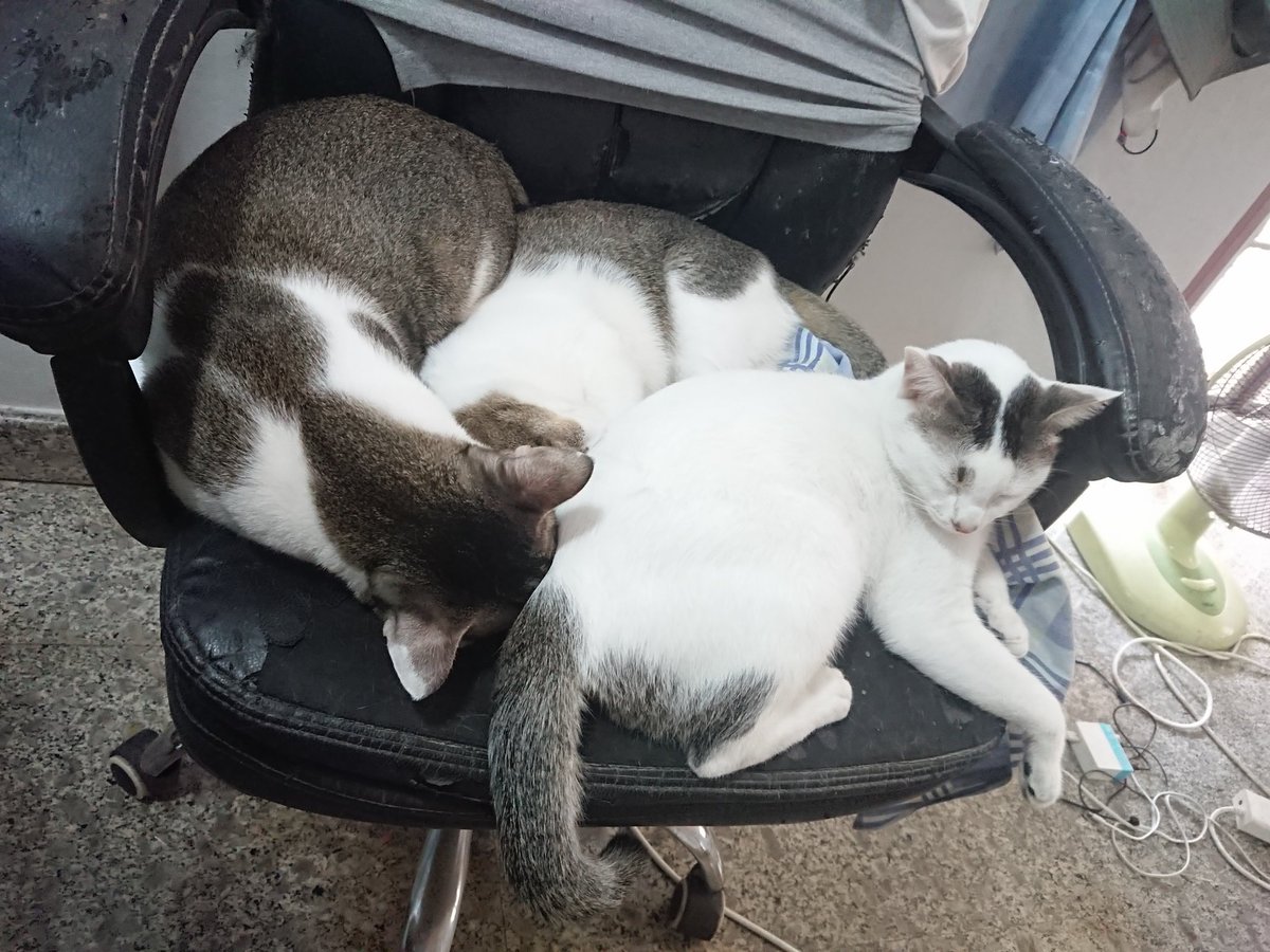 my boys

#cat #cotlover #AnimalLovers