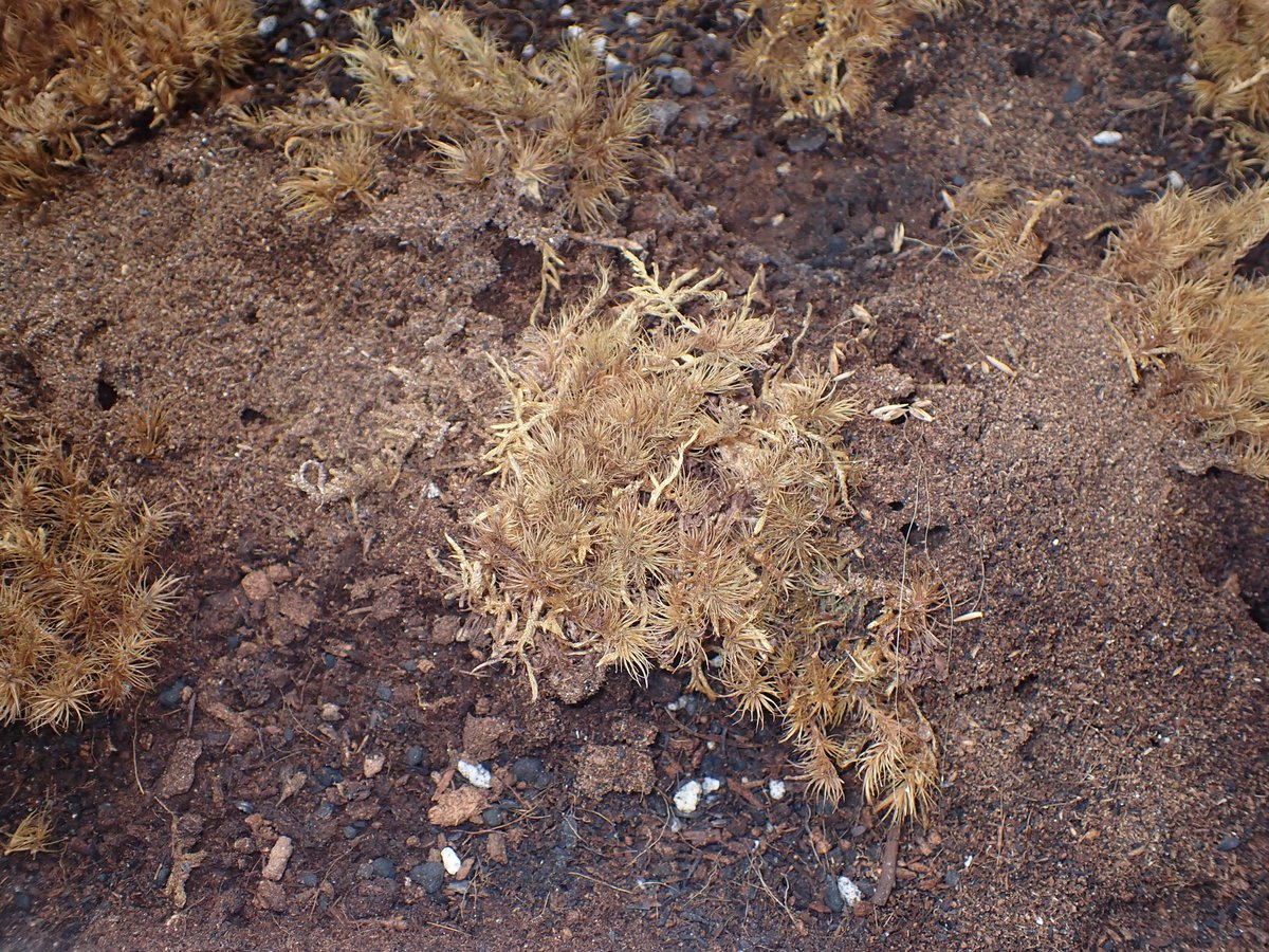 c90UEGv3HUTi5oz's tweet image. #アズマオオズアリ
#Pheidole fervida

もうすっかり冬ですねぇ

外が寒過ぎるので、部屋で自然を観察しております😅

アズマさんも冬支度を済ませたようで、地面を歩く個体はまばらとなりましたけど、巣を出入りする姿はまさに現地を切り取ってきたかのようで癒されます😊